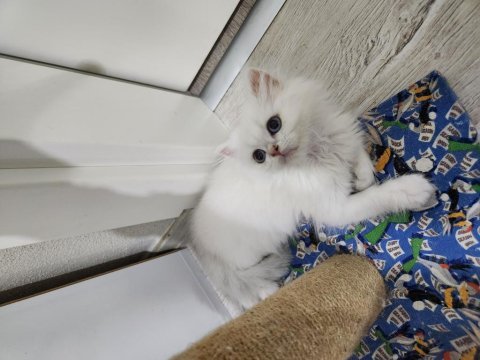 Silver point british longhair ny1233 blue eyes