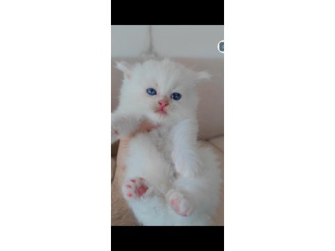 British longhair kedisi