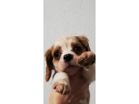 Cavalier yavrularımız bursa türkiye tüm iller