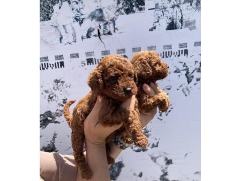 En koyusundan en güzelinden toy poodle minnoşlar
