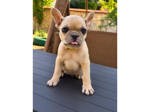 French bulldog köpeğimiz