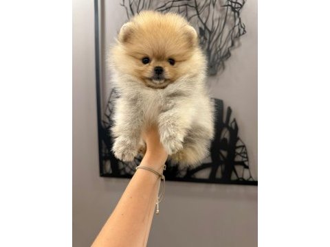 Teacup dişi teddy bear pomeranian
