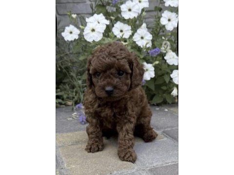 Toy poodle köpeği