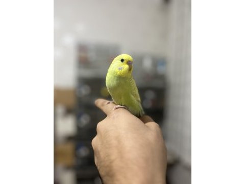 Yeni yeme düşmüş bebek muhabbet kuşu