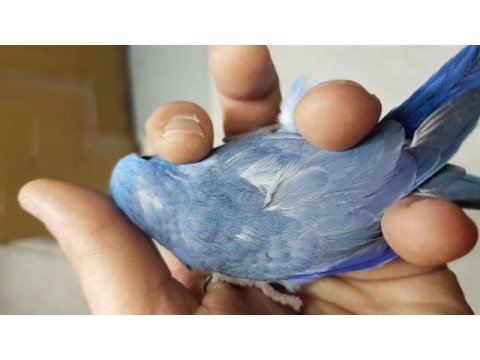 Yeni yeme düşmüş forpus yavrular