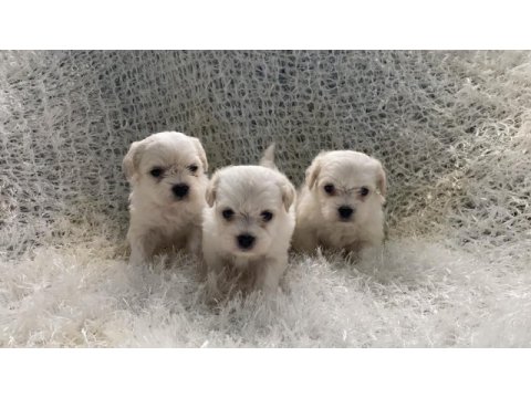 Evlerine gitmeye hazır maltese bebekler