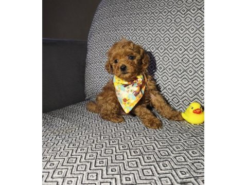 Tea cup erkek poodle yavrumuz
