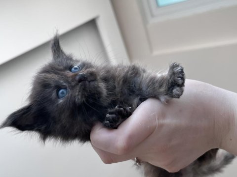 2 aylık dev maine coon