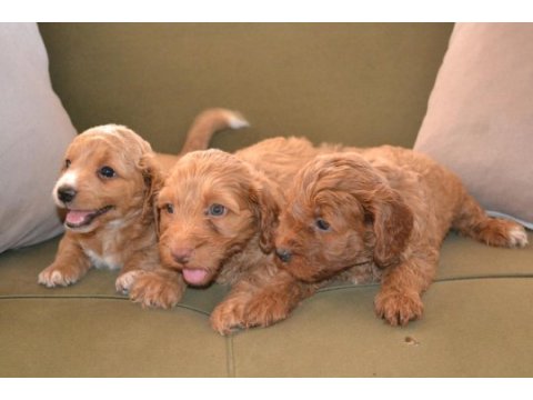 2 aylık teslime hazır 3 erkek 3 dişi maltipoo