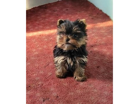 Yorkshire terrier yavrularımız