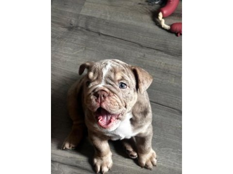 En iyi egzotik ingiliz bulldog yavrularımız