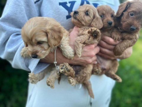 Bir avuç mutluluk poodle
