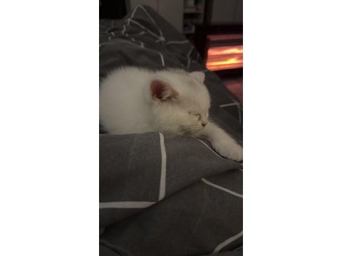 Eğitimleri tam gayet sevecen minik british shorthair