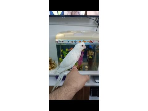 Yeni yeme düşen albino sultan papağanı kuslar