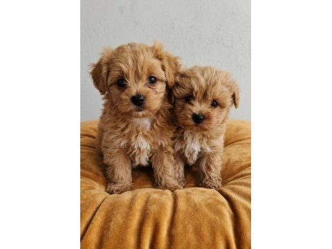 A kalite maltipoo bebekler