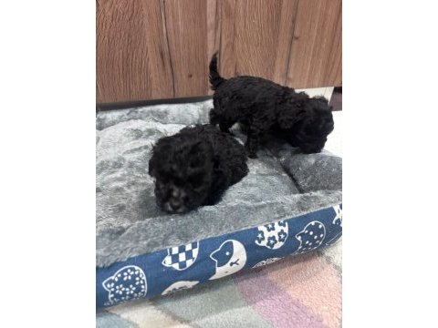 Korekan silver nadir renk poodle