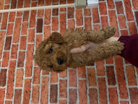 Kurabiye tadında poodle yavrularım yeni ailesini bekliyor