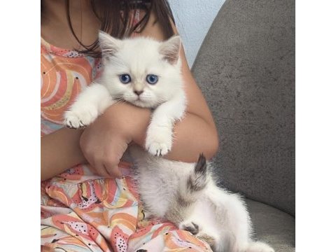 Safkan british shorthair