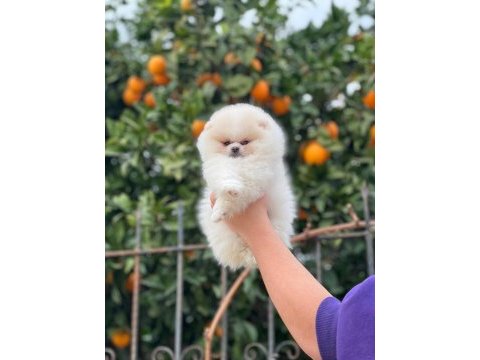 Show kalite ayı surat pomeranian boo yavrular
