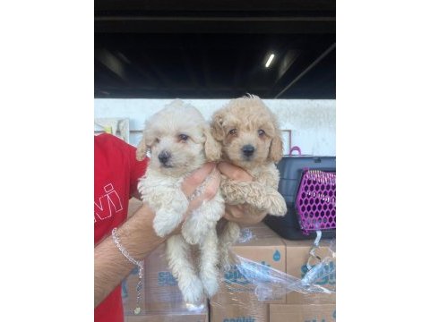 Sağlık ırk garantili maltipoo yavrular