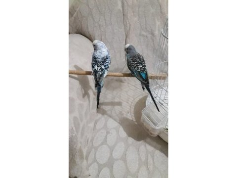 Çift muhabbet kuşu