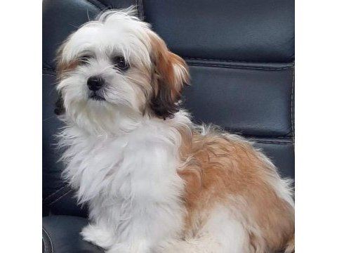 Harika shıh tzu yavruları 