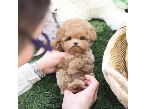 En akıllı ve tatlı toy poodle bebeklerımız