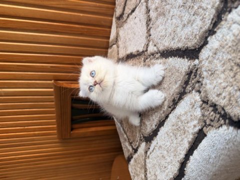 Üst kalite scottish fold bebekleri
