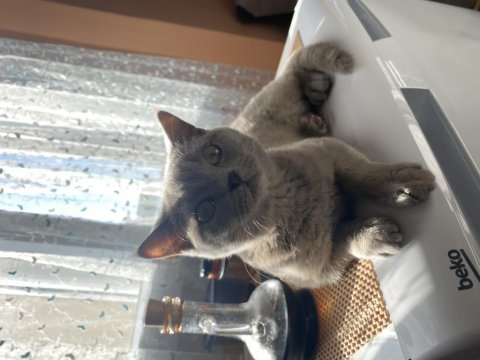 Kedi ilanı acil british shorthair