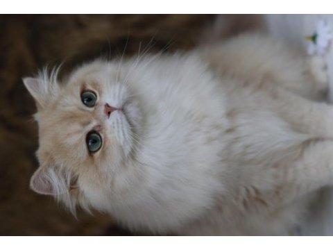 British longhair erkek kedimiz
