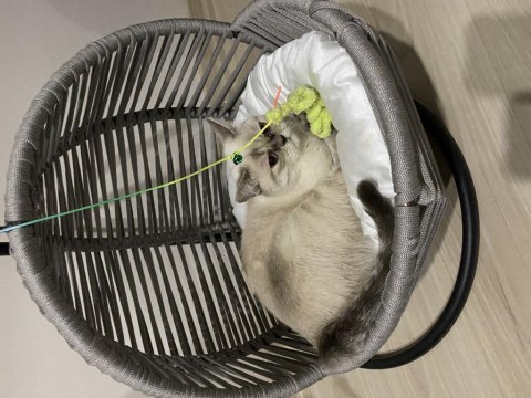 British shorthair 11 aylık