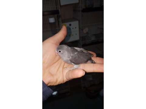 Dışı forpus papağanı bebekler