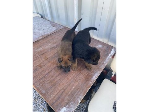 Yavru rottweiler ve yavru kurt 3 aylıklar