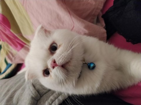 9 aylık oğlan kedimiz acil yuva arıyor