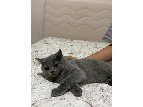 British shorthair kırıkkale