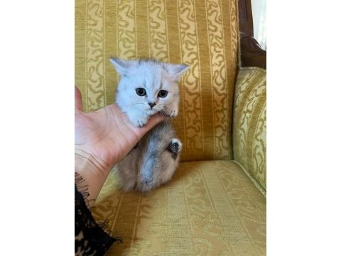 Munckin özel yavru