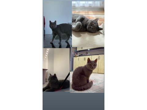 Sağlıklı dişi british shorthair