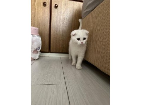 Evin neşesi safkan yavru scottish fold