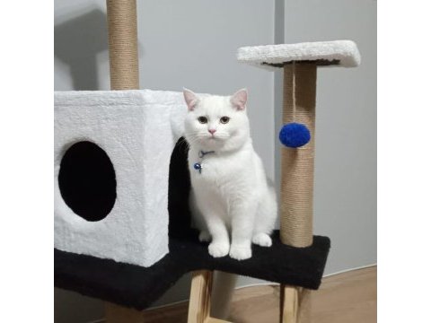 British shorthair oğlumuz buluta prenses gelin aramaktayız