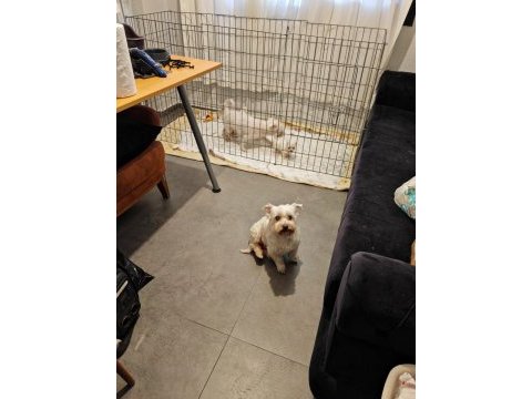 1.5 aylık %100 safkan maltese yavruları