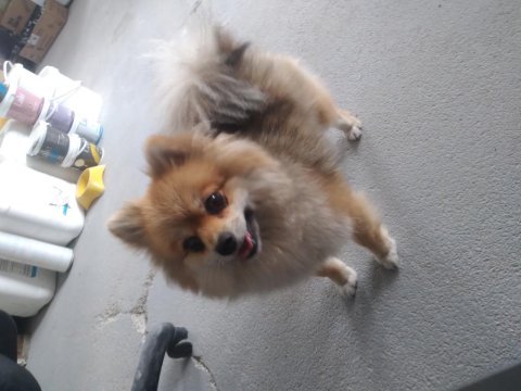 Pomeranian dişi köpek