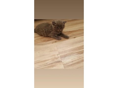 Safkan erkek british shorthair yavrular