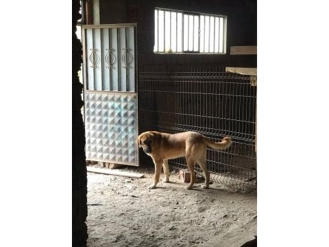 8 aylık kalın kemikli erkek kangal köpeği