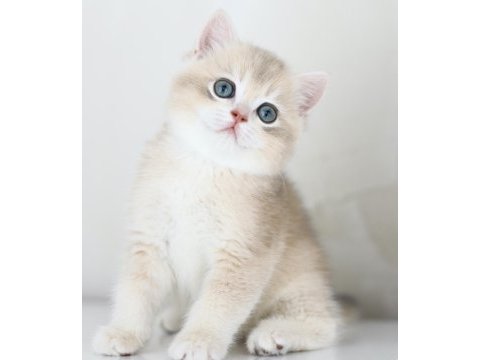 Gülen tontik british shorthair