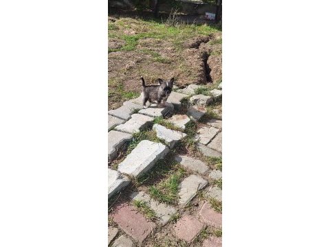 Chihuahua sevimli köpekler