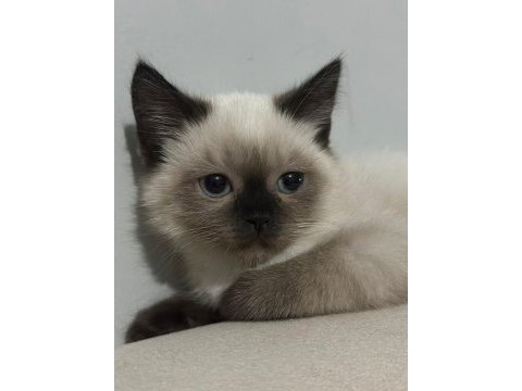 Samsun içi dişi birman yavrumuz
