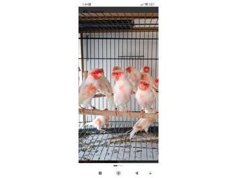 Üst düzey almozaik kaanryalar