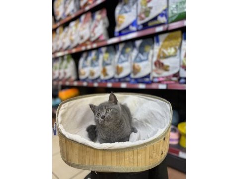 British shorthair yavrularımız