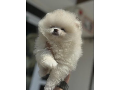Çok özel tea cup pomeranian yavrularımız