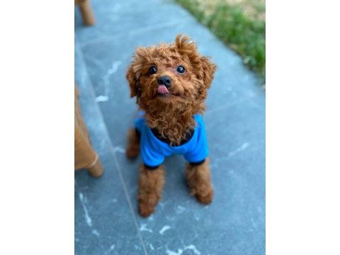 4 aylık red brown erkek toy poodle